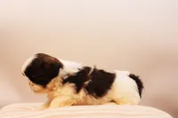 Demi, a female Shih Tzu for sale in Ash Grove, MO – 10 of 10