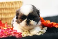 Doc, a male Shih Tzu for sale in Ash Grove, MO – 2 of 10