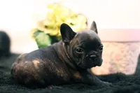 Delilah, a female French Bulldog for sale in Ash Grove, MO – 5 of 10