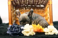 Cisco, a male French Bulldog for sale in Ash Grove, MO – 5 of 10
