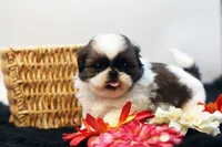 Doc, a male Shih Tzu for sale in Ash Grove, MO – 7 of 10