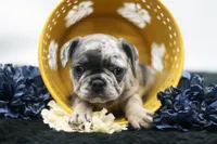 Toby, a male French Bulldog for sale in Ash Grove, MO – 1 of 10