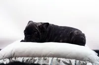 Pluto, a male French Bulldog for sale in Ash Grove, MO – 7 of 10
