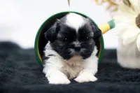 Bonnie, a female Shih Tzu for sale in Ash Grove, MO – 1 of 10