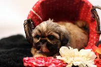 Riley, a female Shih Tzu for sale in Ash Grove, MO – 4 of 10