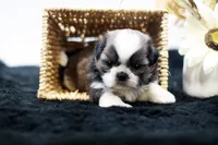 Bear, a male Shih Tzu for sale in Ash Grove, MO – 10 of 10