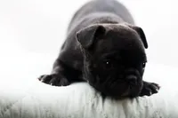 Porkie, a male Frenchton for sale in Ash Grove, MO – 3 of 10