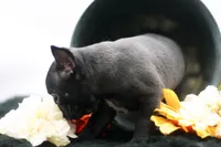 Rocco, a male Frenchton for sale in Ash Grove, MO – 6 of 10