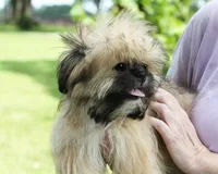 Roy, a male Shih Tzu for sale in Ash Grove, MO – 3 of 10