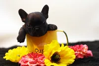 Donovan, a male French Bulldog for sale in Ash Grove, MO – 1 of 10