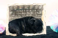 Dana, a female French Bulldog for sale in Ash Grove, MO – 5 of 10