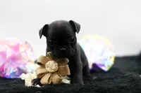 Ralphie, a male Frenchton for sale in Ash Grove, MO – 2 of 10