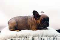 Chico, a male French Bulldog for sale in Ash Grove, MO – 8 of 10