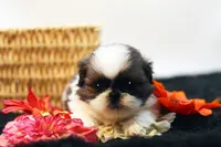 Doc, a male Shih Tzu for sale in Ash Grove, MO – 4 of 10