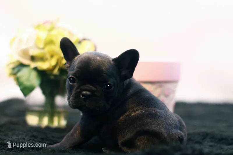 Delilah – French Bulldog puppy for sale in Ash Grove, MO
