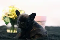 Delilah, a female French Bulldog for sale in Ash Grove, MO – 1 of 10
