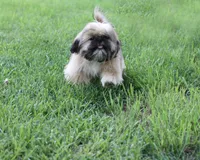 Roy, a male Shih Tzu for sale in Ash Grove, MO – 5 of 10