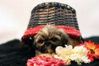 Riley, a female Shih Tzu for sale in Ash Grove, MO – 2 of 10