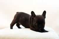 Donovan, a male French Bulldog for sale in Ash Grove, MO – 9 of 10