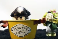 Dudley, a male Shih Tzu for sale in Ash Grove, MO – 7 of 10