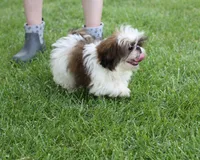 Doc, a male Shih Tzu for sale in Ash Grove, MO – 5 of 9