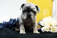 Toby, a male French Bulldog for sale in Ash Grove, MO – 7 of 10