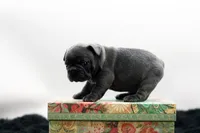 Elvis, a male Frenchton for sale in Ash Grove, MO – 7 of 10