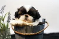 Duke, a male Shih Tzu for sale in Ash Grove, MO – 8 of 10