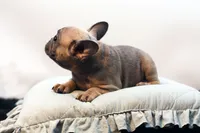 Chico, a male French Bulldog for sale in Ash Grove, MO – 10 of 10