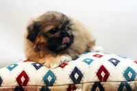 Ryan, a male Shih Tzu for sale in Ash Grove, MO – 8 of 10