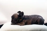 Cisco, a male French Bulldog for sale in Ash Grove, MO – 9 of 10