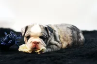 Mercury, a male French Bulldog for sale in Ash Grove, MO – 2 of 10
