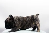 Poochie, a male Frenchton for sale in Ash Grove, MO – 9 of 10