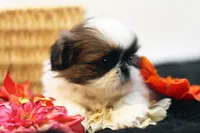 Doc, a male Shih Tzu for sale in Ash Grove, MO – 3 of 10
