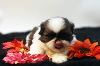 Doc, a male Shih Tzu for sale in Ash Grove, MO – 5 of 10