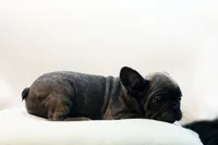 Cisco, a male French Bulldog for sale in Ash Grove, MO – 7 of 10