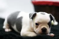 Rascal, a male Frenchton for sale in Ash Grove, MO – 5 of 10