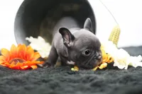 Rocco, a male Frenchton for sale in Ash Grove, MO – 4 of 10