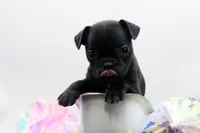 Ralphie, a male Frenchton for sale in Ash Grove, MO – 4 of 10