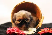 Roy, a male Shih Tzu for sale in Ash Grove, MO – 3 of 10