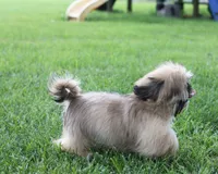 Roy, a male Shih Tzu for sale in Ash Grove, MO – 8 of 10