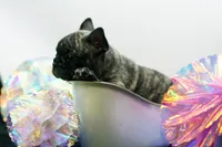 Poochie, a male Frenchton for sale in Ash Grove, MO – 7 of 10