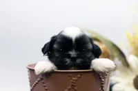 Bonnie, a female Shih Tzu for sale in Ash Grove, MO – 6 of 10