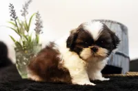 Duke, a male Shih Tzu for sale in Ash Grove, MO – 1 of 10