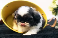 Dudley, a male Shih Tzu for sale in Ash Grove, MO – 2 of 10