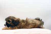 Riley, a female Shih Tzu for sale in Ash Grove, MO – 4 of 10