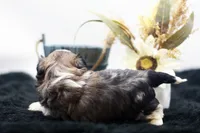 Benji, a male Shih Tzu for sale in Ash Grove, MO – 4 of 10