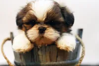 Bo, a male Shih Tzu for sale in Ash Grove, MO – 4 of 10
