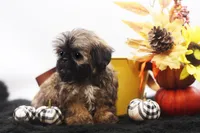 Diesel, a male Shih Tzu for sale in Ash Grove, MO – 3 of 10