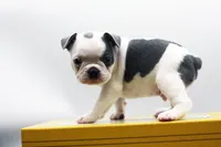 Rascal, a male Frenchton for sale in Ash Grove, MO – 9 of 10